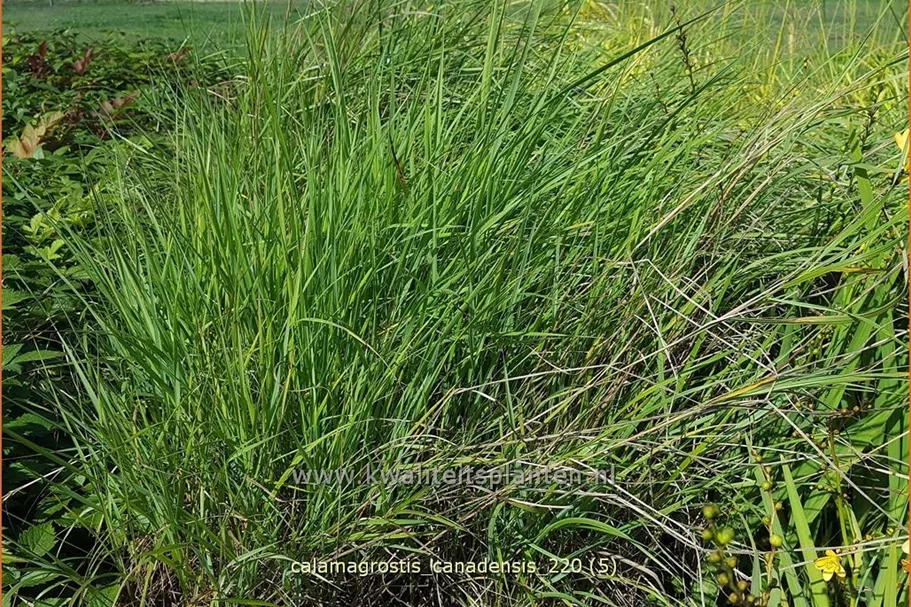 Calamagrostis canadensis