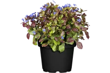 Ceratostigma plumbaginoides