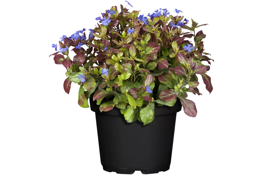 Ceratostigma plumbaginoides