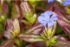 Ceratostigma plumbaginoides