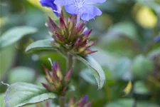 Ceratostigma plumbaginoides