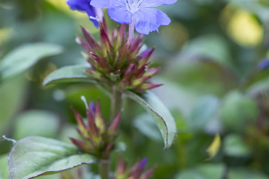 Ceratostigma plumbaginoides