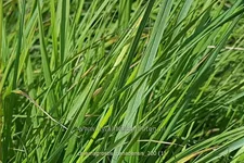 Calamagrostis canadensis