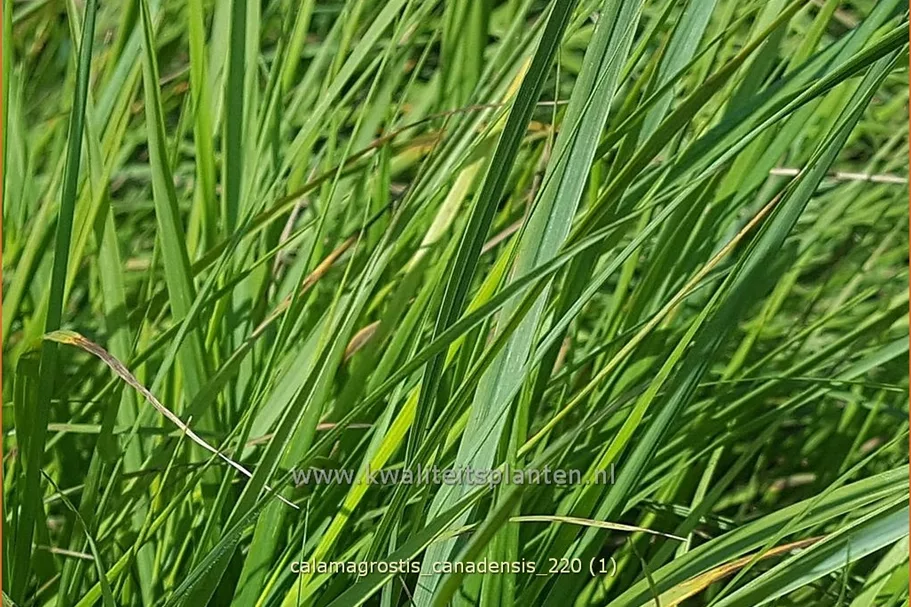 Calamagrostis canadensis