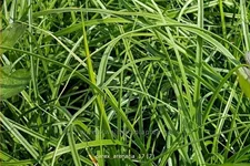 Carex arenaria