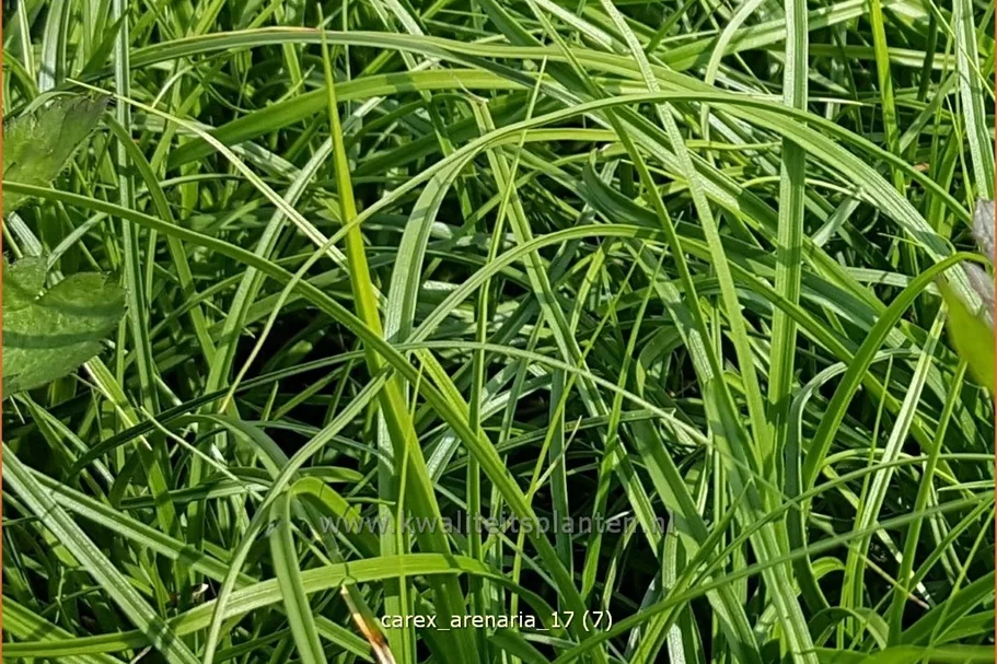 Carex arenaria