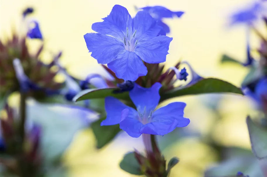Ceratostigma plumbaginoides