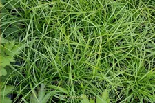 Carex arenaria