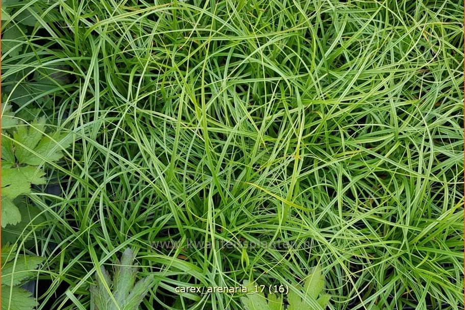 Carex arenaria