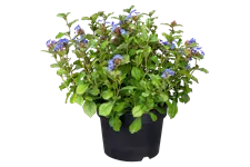 Ceratostigma plumbaginoides