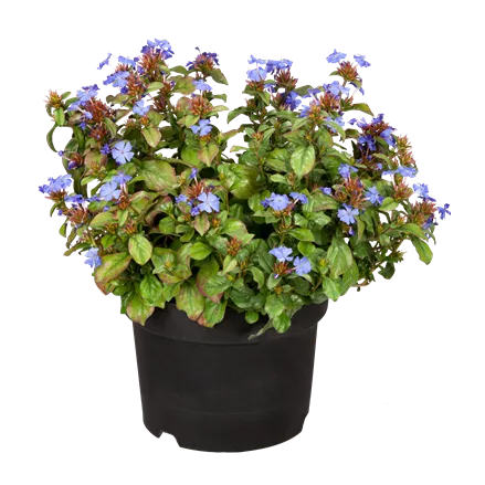 Ceratostigma plumbaginoides