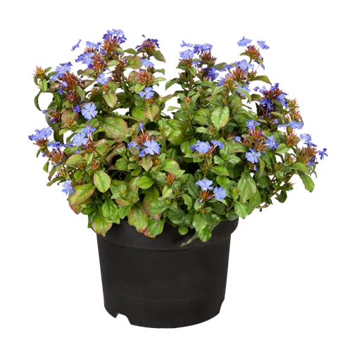 Ceratostigma plumbaginoides