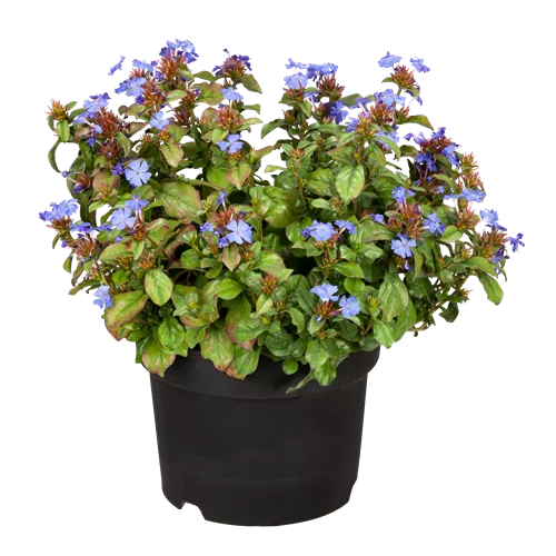Ceratostigma plumbaginoides