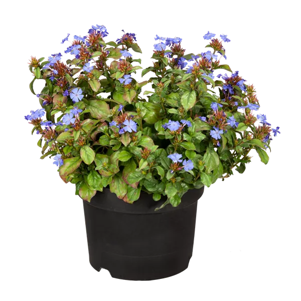 Ceratostigma plumbaginoides