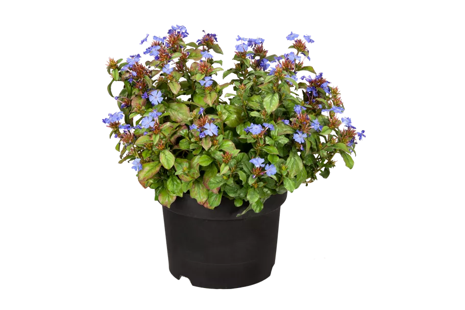 Ceratostigma plumbaginoides