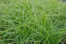 Carex arenaria