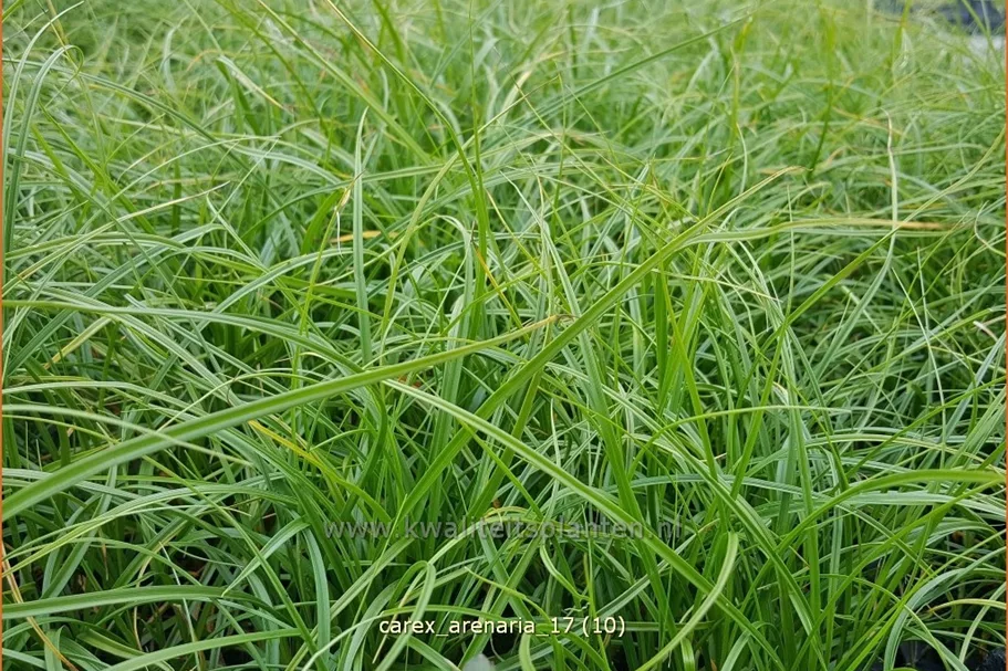 Carex arenaria