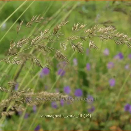 Calamagrostis varia