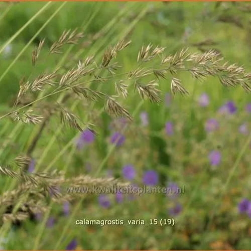 Calamagrostis varia