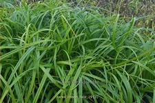Carex 'Ribbon Falls'®