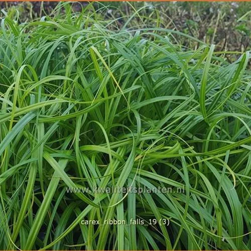 Carex 'Ribbon Falls'®