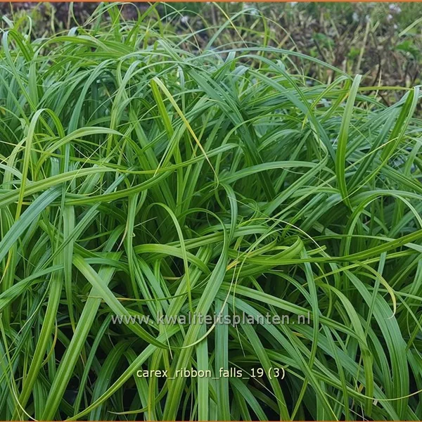 Carex 'Ribbon Falls'®