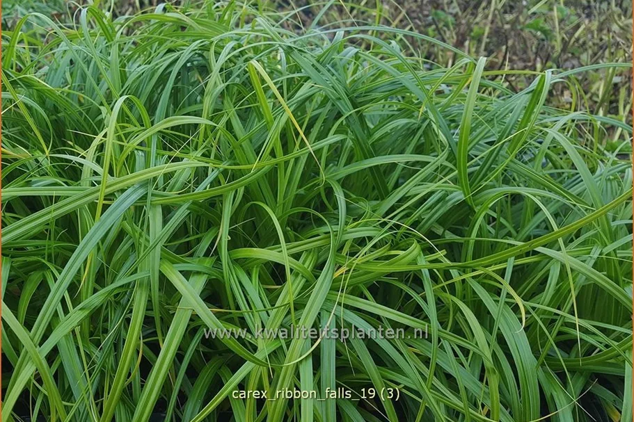 Carex 'Ribbon Falls'®