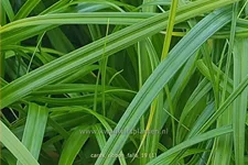 Carex 'Ribbon Falls'®