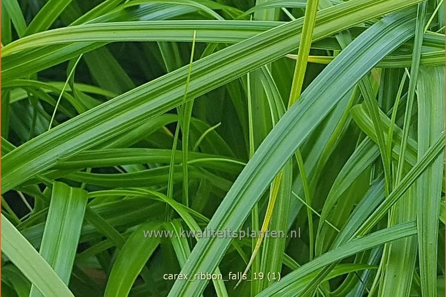Carex 'Ribbon Falls'®