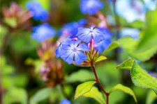 Ceratostigma willmottianum