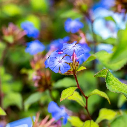 Ceratostigma willmottianum