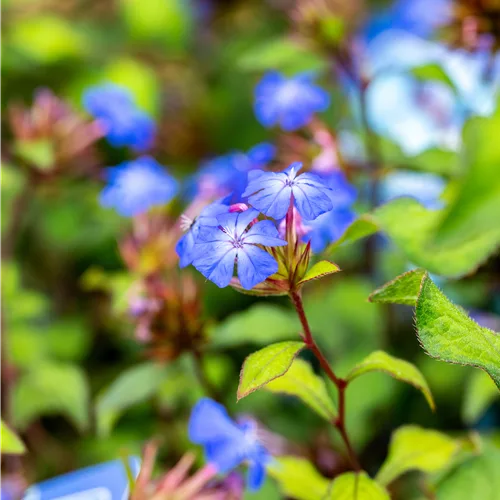 Ceratostigma willmottianum