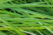 Carex bromoides