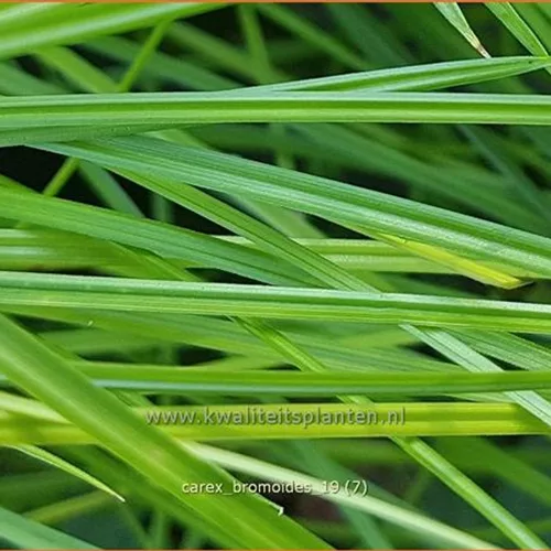 Carex bromoides