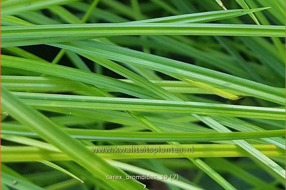 Carex bromoides