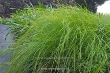 Carex bromoides