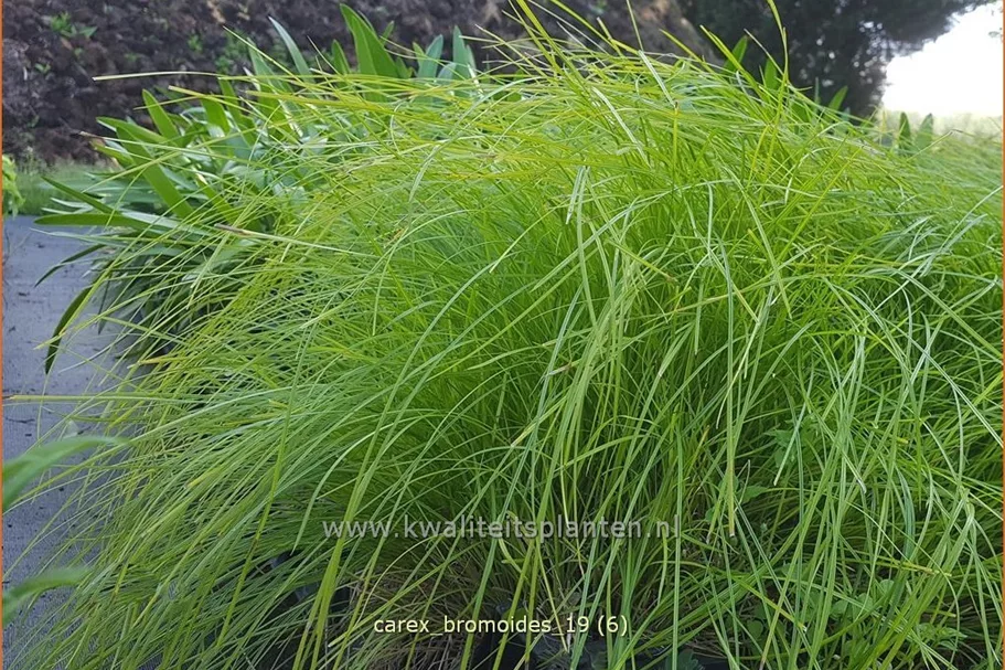 Carex bromoides