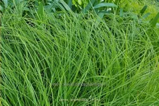 Carex bromoides