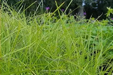 Carex bromoides