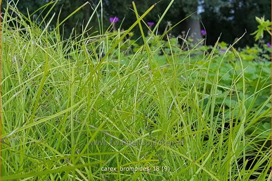 Carex bromoides