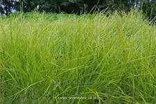 Carex bromoides