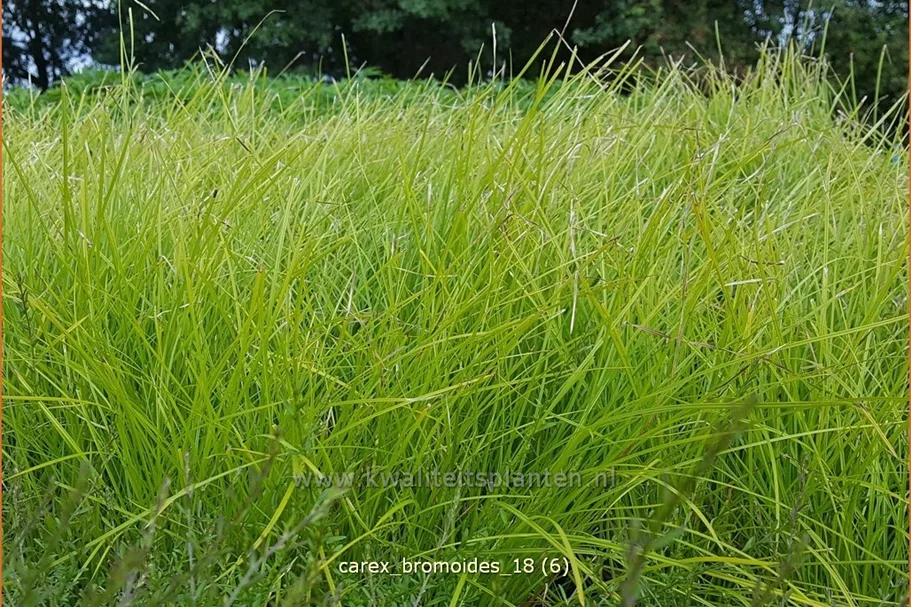 Carex bromoides