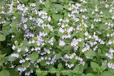 Calamintha nepeta