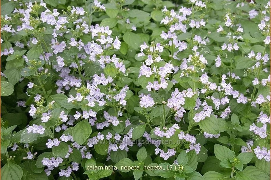 Calamintha nepeta