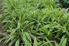 Carex siderosticta 'Variegata'