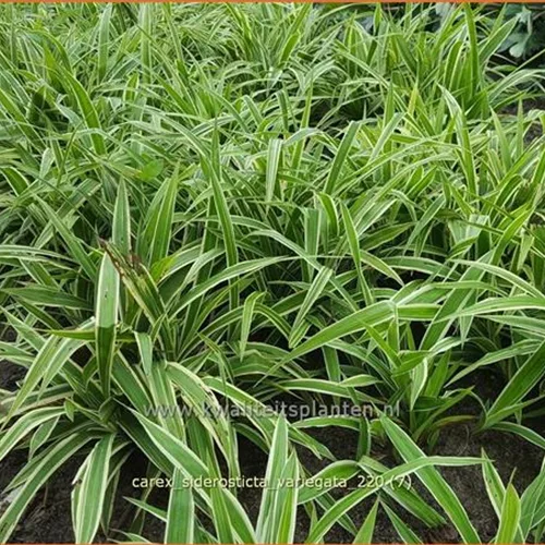 Carex siderosticta 'Variegata'