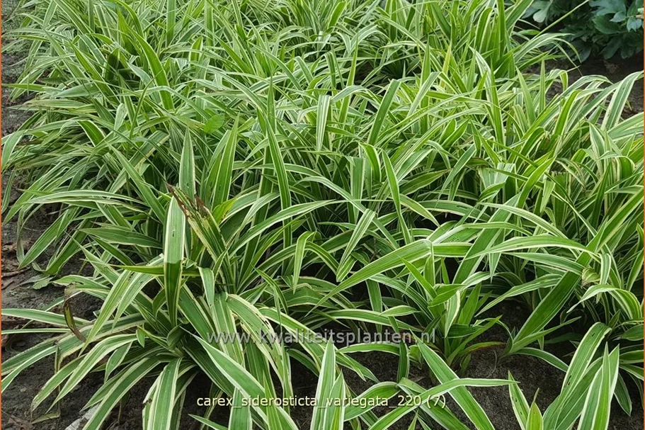 Carex siderosticta 'Variegata'