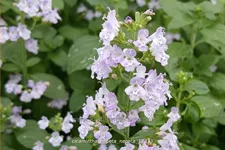 Calamintha nepeta