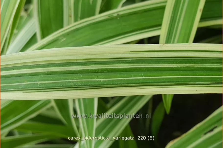 Carex siderosticta 'Variegata'