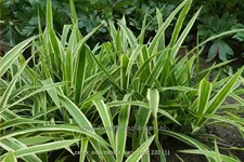 Carex siderosticta 'Variegata'